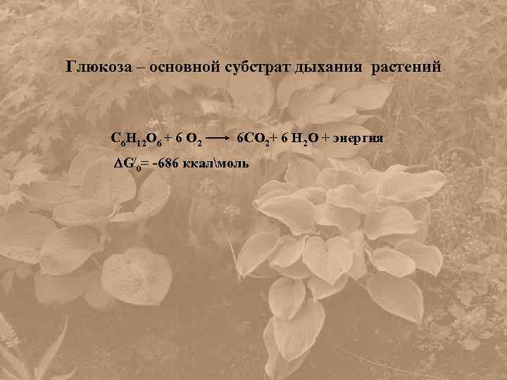 Глюкоза – основной субстрат дыхания растений С 6 Н 12 О 6 + 6
