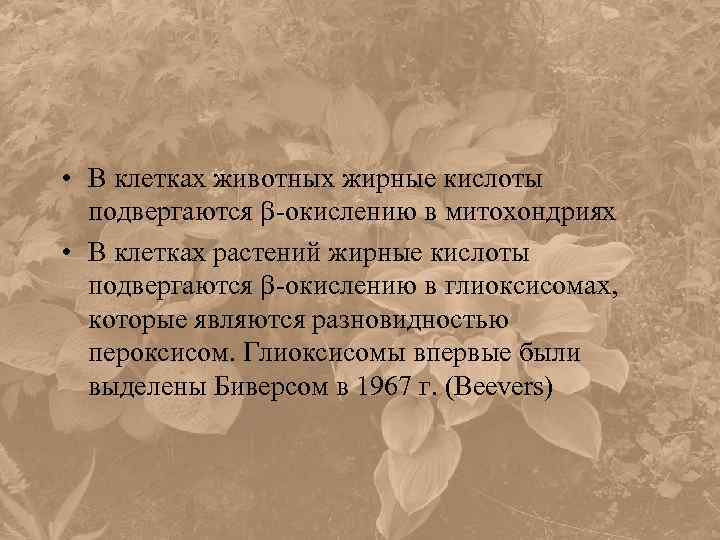  • В клетках животных жирные кислоты подвергаются -окислению в митохондриях • В клетках