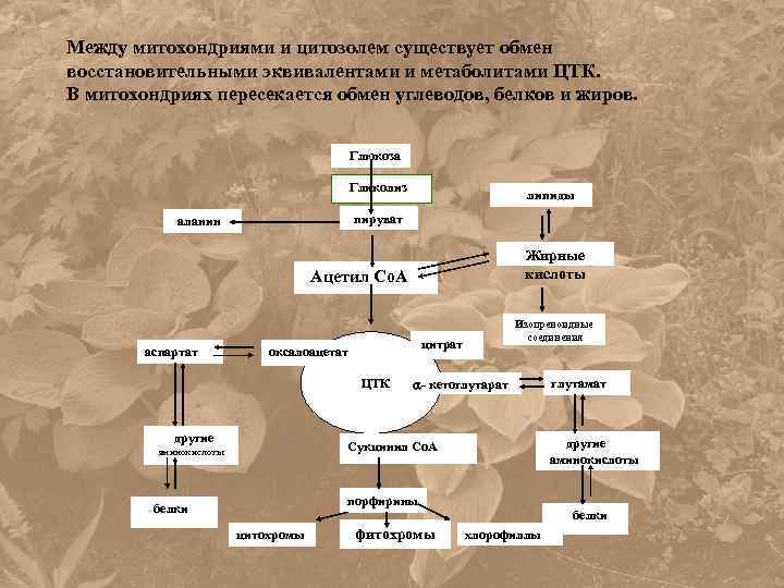 Окисление органических веществ обмен. Взаимосвязь цикла трикарбоновых кислот с обменом белков. Окисление органических соединений БЖУ. Связь ЦТК С обменом белков жиров и углеводов. Восстановительные эквиваленты в ЦТК.