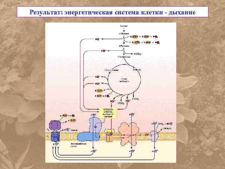 Энергия окисления органических веществ. Энергетическая система клетки. Энергообеспечение клетки. Рассчитайте КПД энергетической системы растительной клетки. Результат клеточного дыхания.
