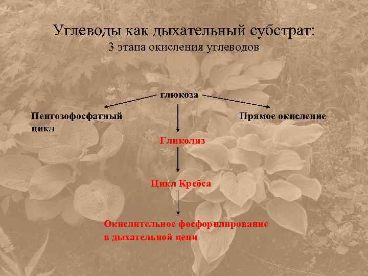 Углеводы как дыхательный субстрат: 3 этапа окисления углеводов глюкоза Пентозофосфатный цикл Прямое окисление Гликолиз