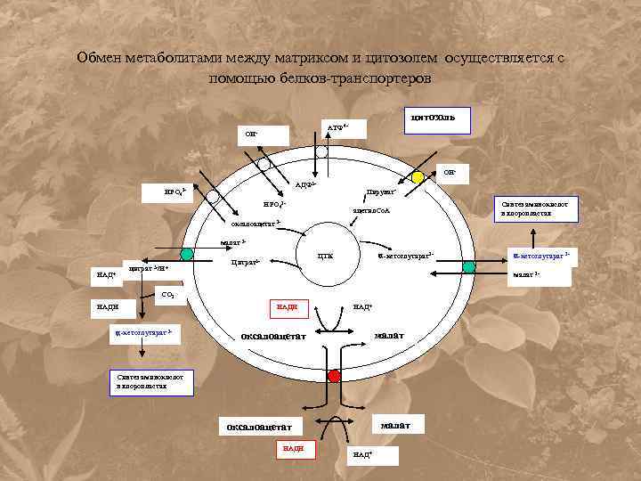 Обмен метаболитами между матриксом и цитозолем осуществляется с помощью белков-транспортеров цитозоль АТФ 4 -