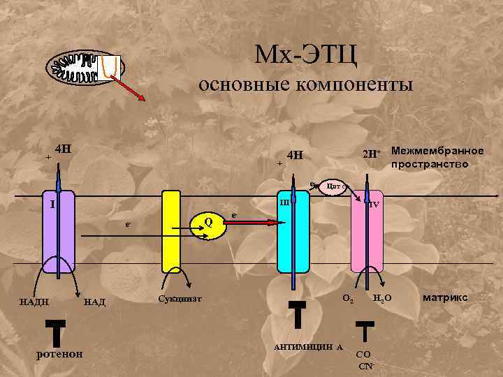 Мх-ЭТЦ основные компоненты + 4 Н + 2 Н+ Межмембранное пространство 4 Н e-