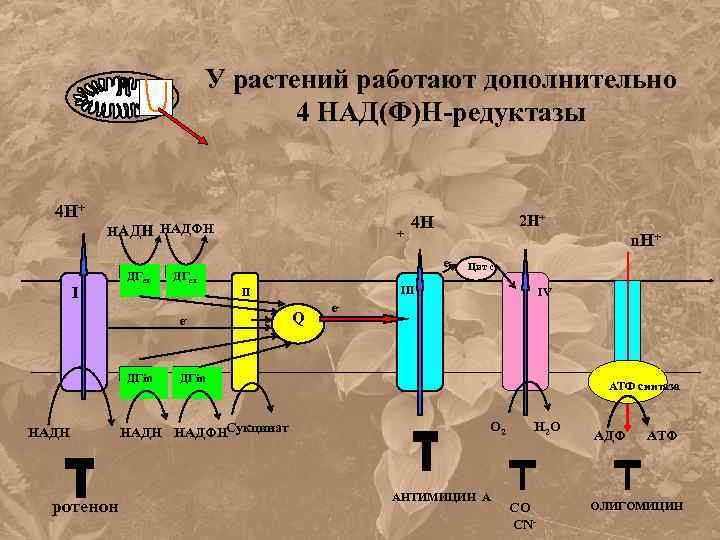 У растений работают дополнительно 4 НАД(Ф)Н-редуктазы 4 Н+ НАДН НАДФН I ДГex + ДГex