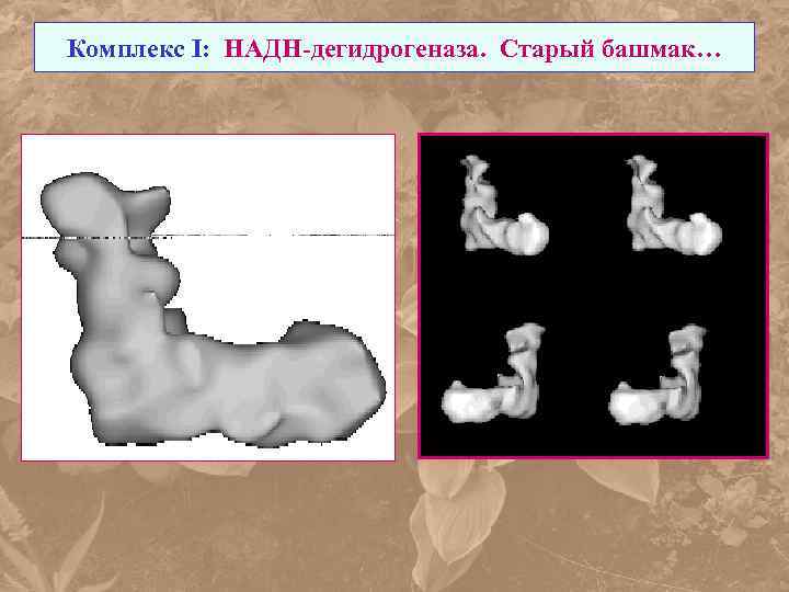 Комплекс I: НАДН-дегидрогеназа. Старый башмак… 