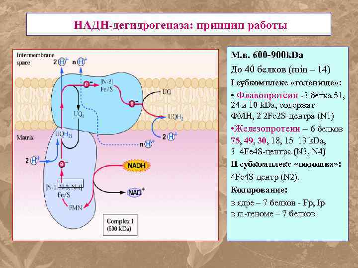 НАДН-дегидрогеназа: принцип работы М. в. 600 -900 k. Da До 40 белков (min –