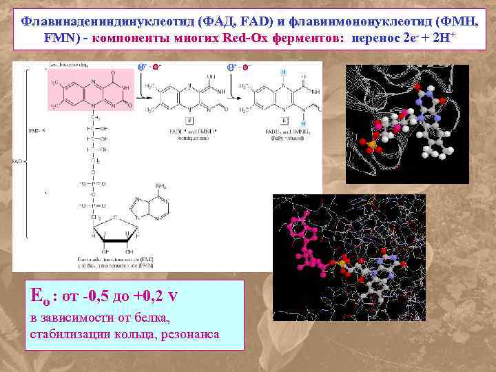 Флавинадениндинуклеотид (ФАД, FAD) и флавинмононуклеотид (ФМН, FMN) - компоненты многих Red-Ox ферментов: перенос 2