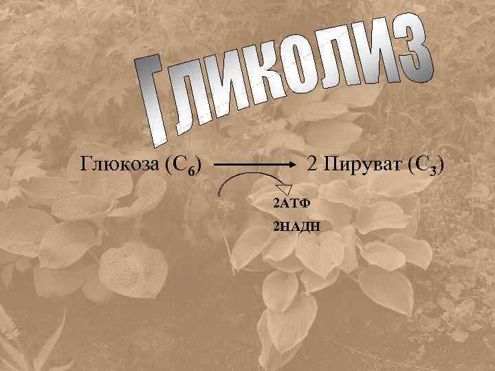 Глюкоза (С 6) 2 Пируват (С 3) 2 АТФ 2 НАДН 