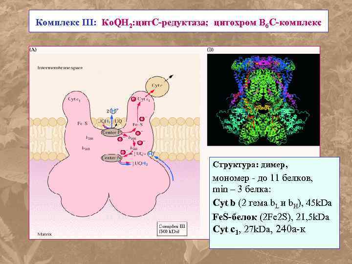 Комплекс III: Ко. QН 2: цит. С-редуктаза; цитохром В 6 С-комплекс Структура: димер, мономер