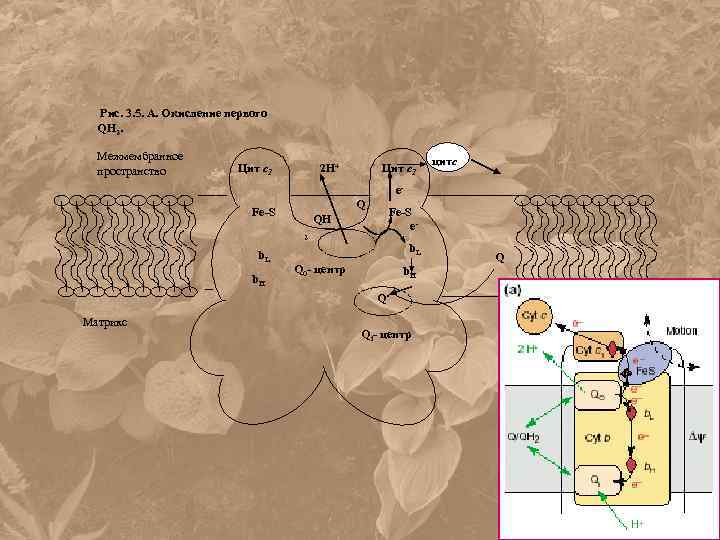 Рис. 3. 5. А. Окисление первого QH 2. Межмембранное пространство Цит с1 2 H+