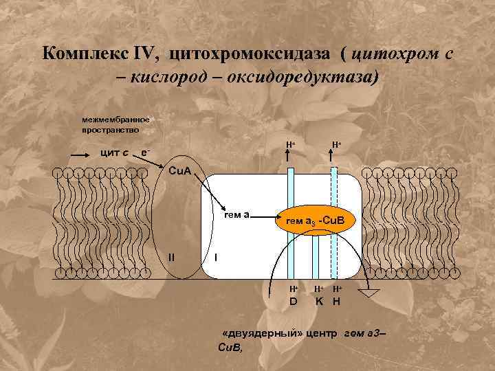 Комплекс IV, цитохромоксидаза ( цитохром с – кислород – оксидоредуктаза) межмембранное пространство цит с