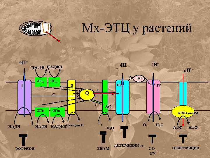 Мх-ЭТЦ у растений 4 Н+ НАДН НАДФН I ДГex + ДГex e- Q ротенон