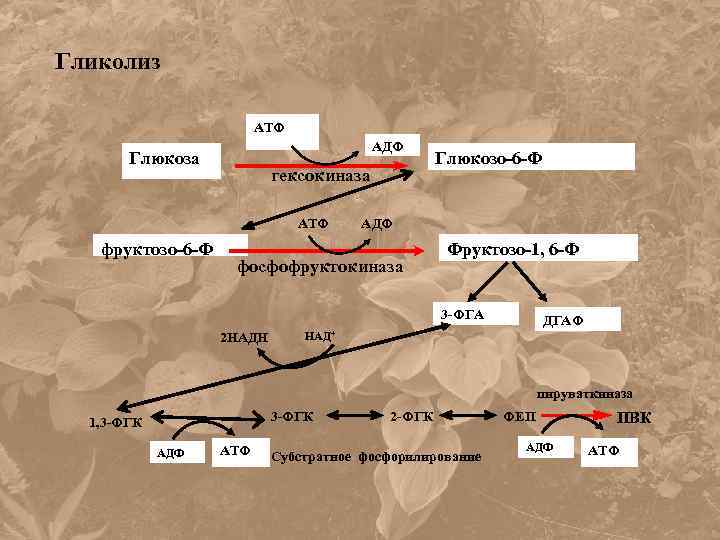 Гликолиз АТФ АДФ Глюкоза гексокиназа АТФ фруктозо-6 -Ф Глюкозо-6 -Ф АДФ фосфофруктокиназа Фруктозо-1, 6