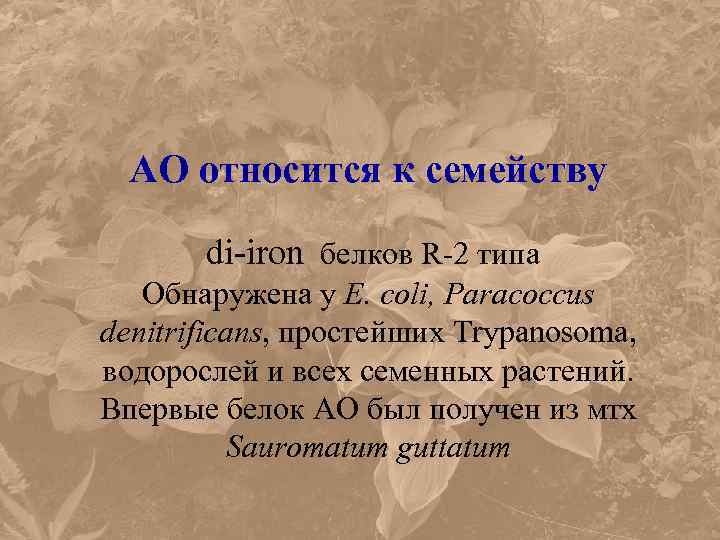 AO относится к семейству di-iron белков R-2 типа Обнаружена у E. coli, Paracoccus denitrificans,