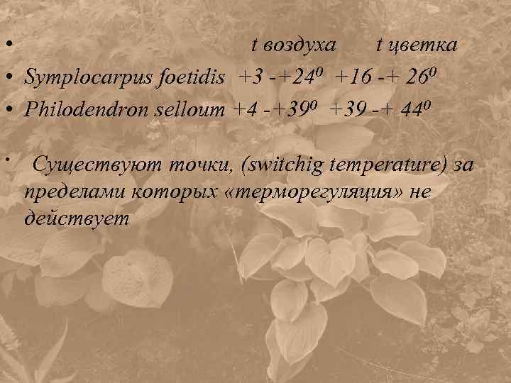  • t воздуха t цветка • Symplocarpus foetidis +3 -+240 +16 -+ 260