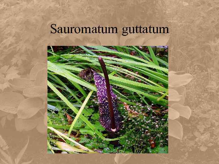 Sauromatum guttatum 