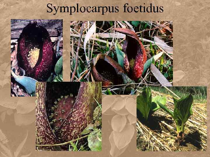 Symplocarpus foetidus 