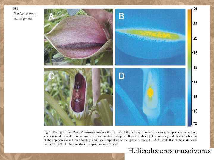 Helicodeceros muscivorus 