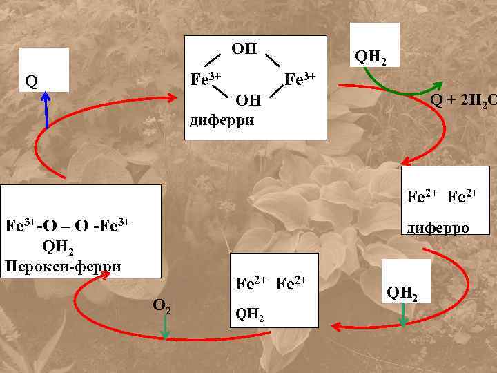 OH Fe 3+ Q QH 2 Fe 3+ Q + 2 H 2 O