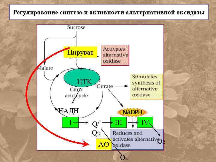 Регулирование синтеза и активности альтернативной оксидазы Пируват ЦТК НАДН I Q/ Q 2 III