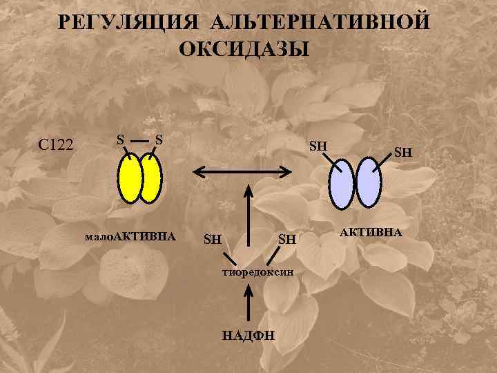 РЕГУЛЯЦИЯ АЛЬТЕРНАТИВНОЙ ОКСИДАЗЫ С 122 S S мало. АКТИВНА SH SH SH тиоредоксин НАДФН
