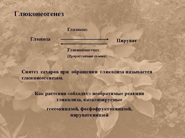 Глюконеогенез Гликолиз Глюкоза Пируват Глюконеогенез (Прорастающие семена) Синтез сахаров при обращении гликолиза называется глюконеогенезом.