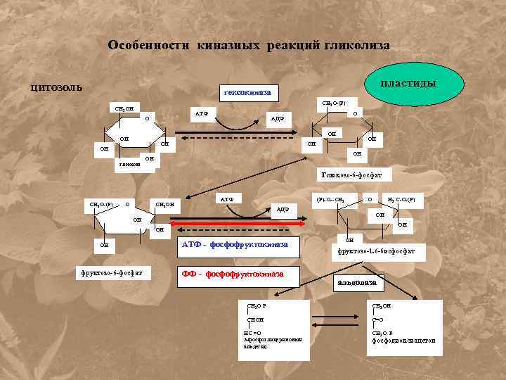 Особенности киназных реакций гликолиза цитозоль пластиды гексокиназа СН 2 О-(Р) СН 2 ОН АТФ