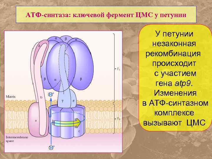 Строение атф синтазы