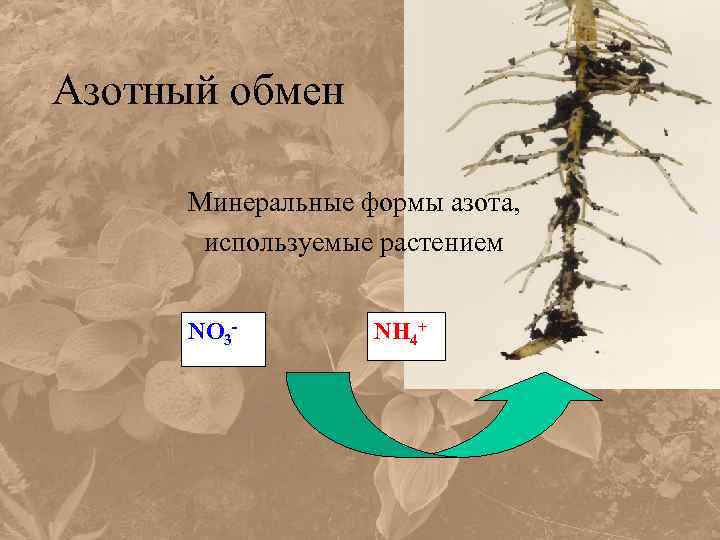 Группа обмен растениями