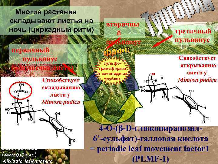 Многие растения складывают листья на ночь (циркадный ритм) первичный пульвинус (подушечка листа) Способствует складыванию