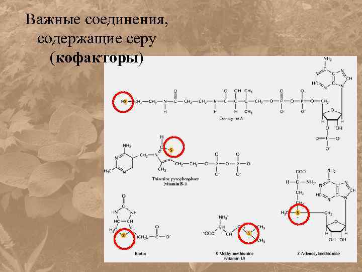 Важные соединения, содержащие серу (кофакторы) 