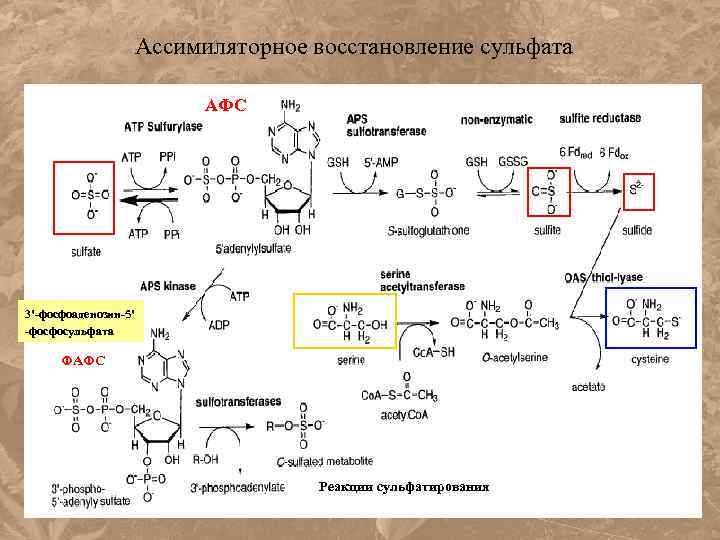 В какой схеме превращения происходит восстановление серы