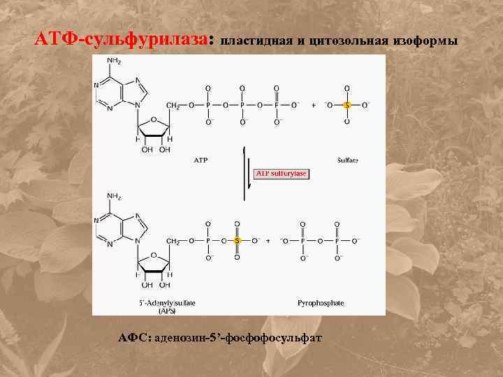 АТФ-сульфурилаза: пластидная и цитозольная изоформы АФС: аденозин-5’-фосфофосульфат 
