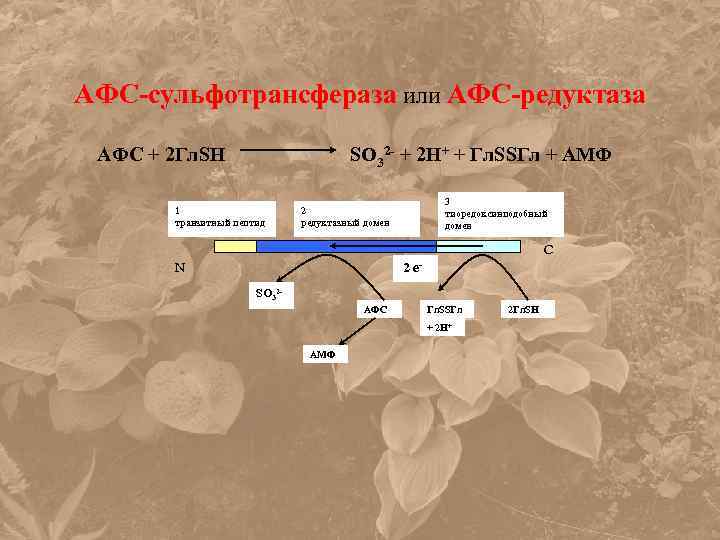 АФС-сульфотрансфераза или АФС-редуктаза АФС + 2 Гл. SH SO 32 - + 2 H+