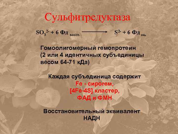 Сульфитредуктаза SO 32 - + 6 Фд восст. S 2 - + 6 Фд