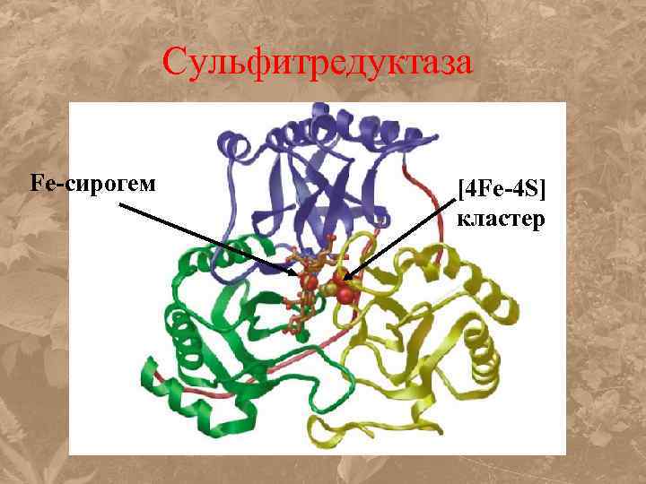 Сульфитредуктаза Fe-сирогем [4 Fe-4 S] кластер 