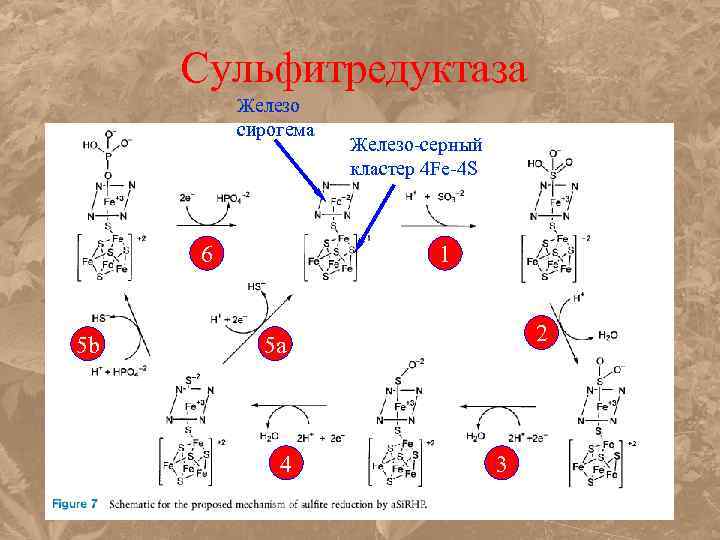 Сульфитредуктаза Железо сирогема 6 5 b Железо-серный кластер 4 Fe-4 S 1 2 5