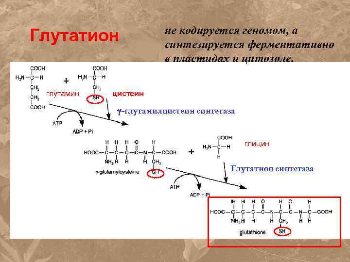 Глутатион глутамин не кодируется геномом, а синтезируется ферментативно в пластидах и цитозоле. цистеин -глутамилцистеин