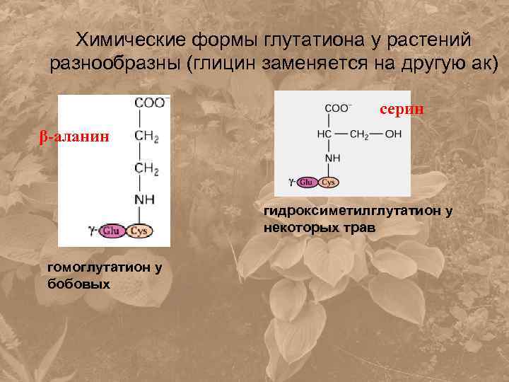 Химические формы глутатиона у растений разнообразны (глицин заменяется на другую ак) серин β-аланин гидроксиметилглутатион
