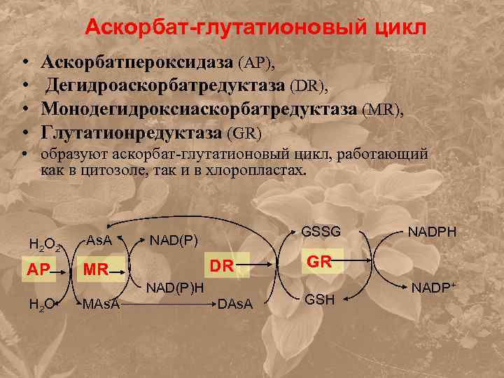 Аскорбат-глутатионовый цикл • • Аскорбатпероксидаза (AP), Дегидроаскорбатредуктаза (DR), Монодегидроксиаскорбатредуктаза (MR), Глутатионредуктаза (GR) • образуют