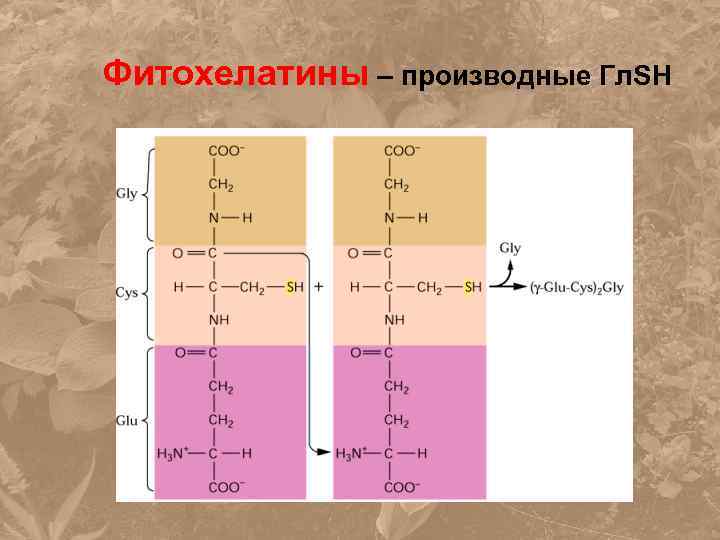 Фитохелатины – производные Гл. SH 