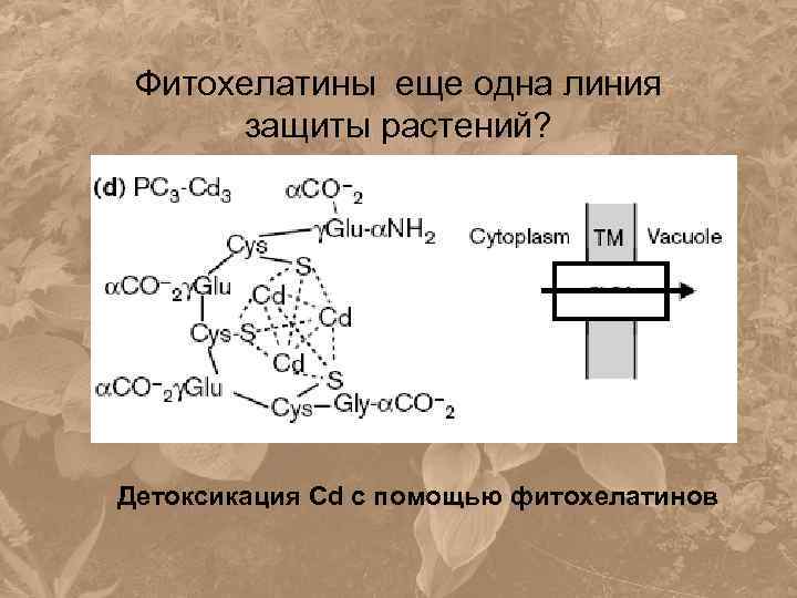 Фитохелатины еще одна линия защиты растений? Детоксикация Cd с помощью фитохелатинов 