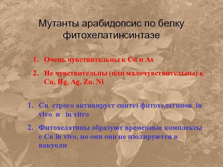 Мутанты арабидопсис по белку фитохелатинсинтазе 1. Очень чувствительны к Cd и As 2. Не