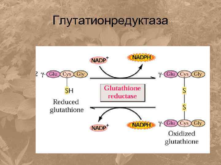 Глутатионредуктаза 