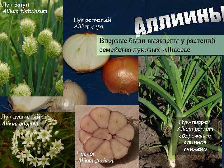 Лук-батун Allium fistulosum Лук репчатый Allium cepa Впервые были выявлены у растений семейства луковых