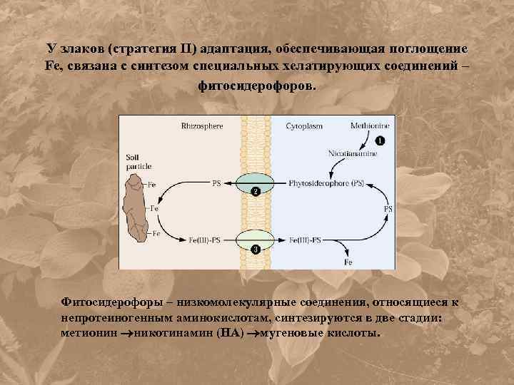 У злаков (стратегия II) адаптация, обеспечивающая поглощение Fe, связана с синтезом специальных хелатирующих соединений