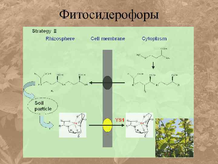 Фитосидерофоры 