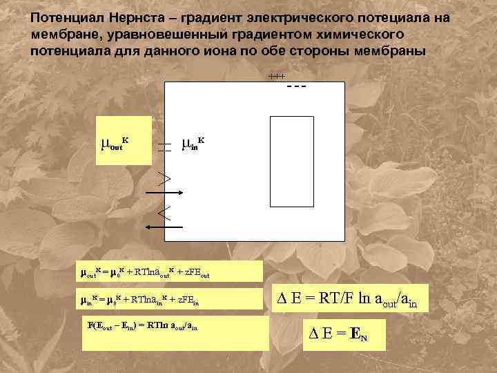 Потенциал Нернста – градиент электрического потециала на мембране, уравновешенный градиентом химического потенциала для данного