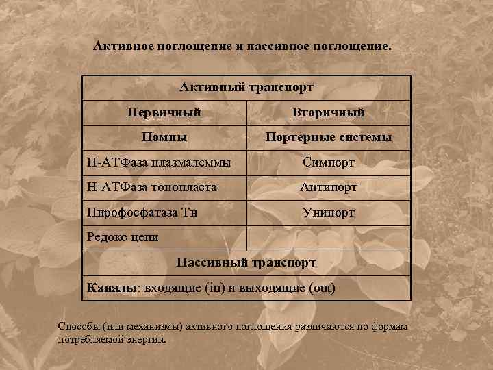 Активное поглощение и пассивное поглощение. Активный транспорт Первичный Вторичный Помпы Портерные системы Н-АТФаза плазмалеммы