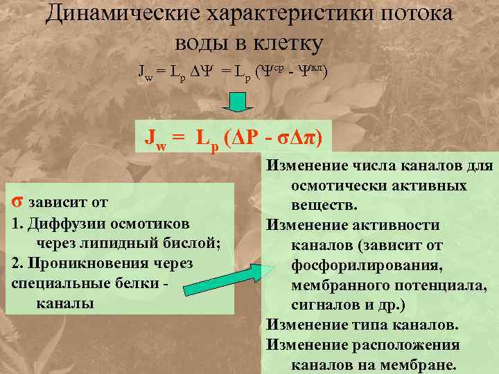 Динамические характеристики потока воды в клетку Jw = Lр ( ср - кл) Jw